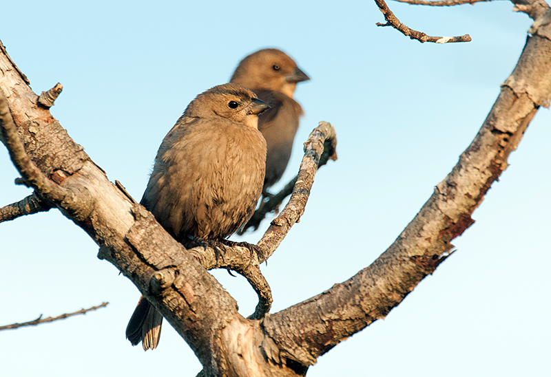 Brown-headed Cowbird Females