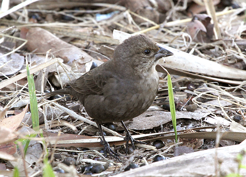 Brown-headed Cowbird Female with Grass Seeds