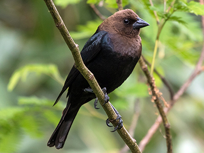 Brown-headed Cowbird