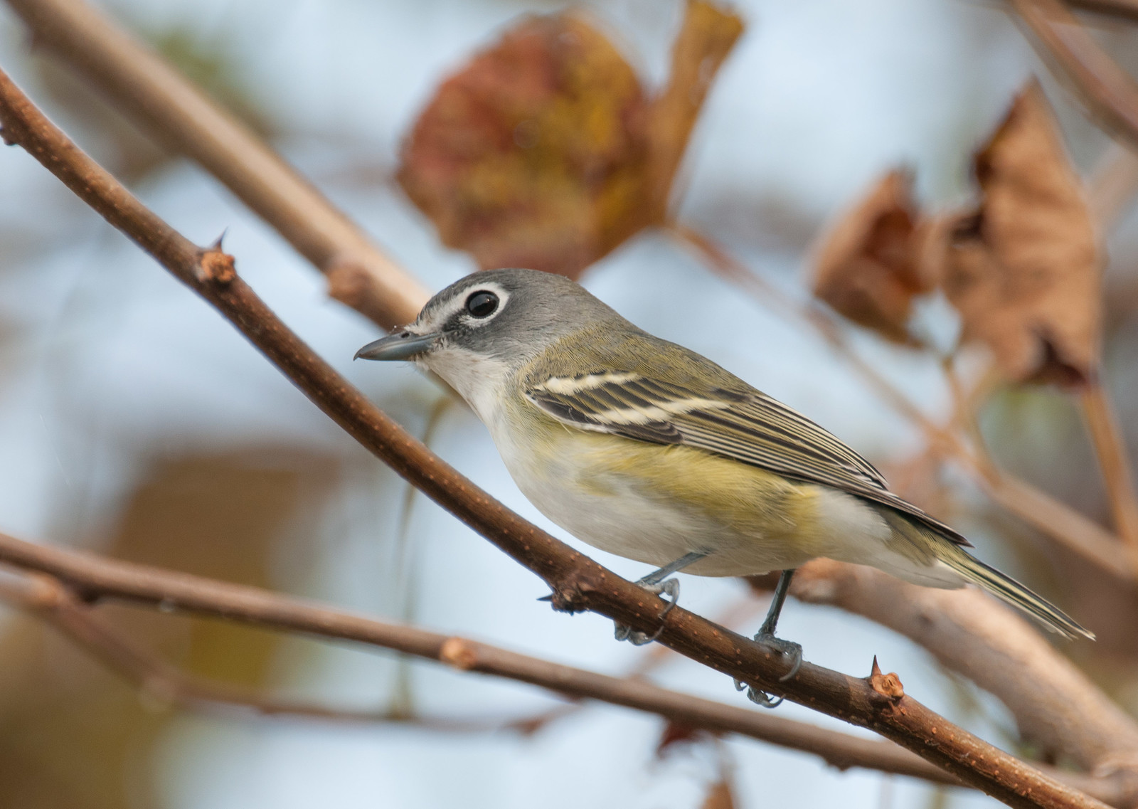 Blue-headed Vireo