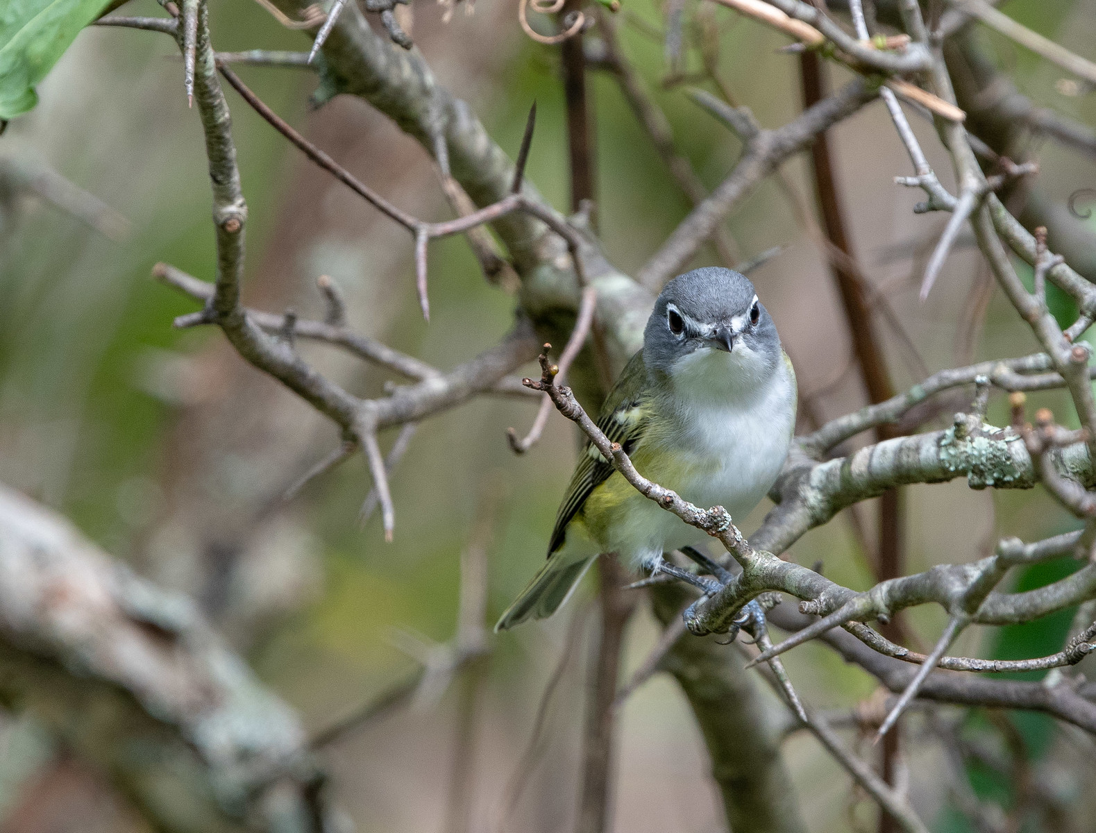 Blue-headed Vireo