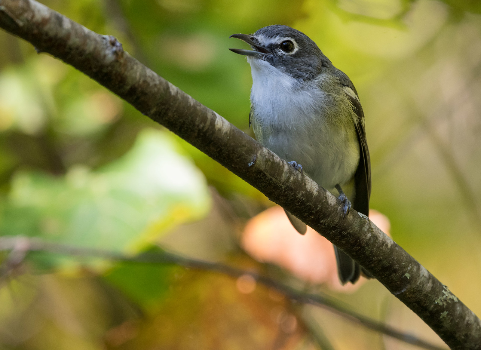 Blue-headed Vireo