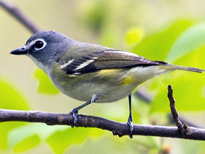 Blue-headed Vireo