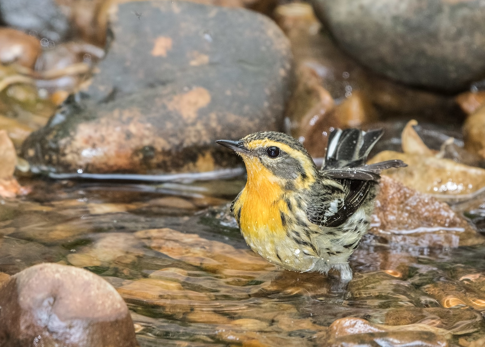 Blackburnian Warbler Female