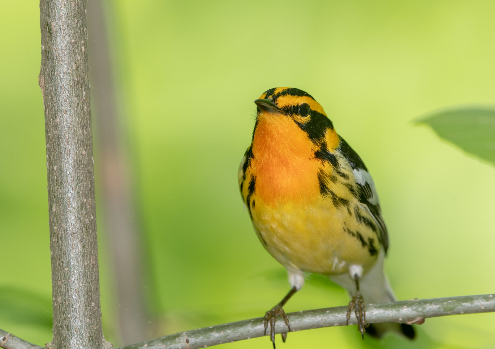 Blackburnian Warbler Male