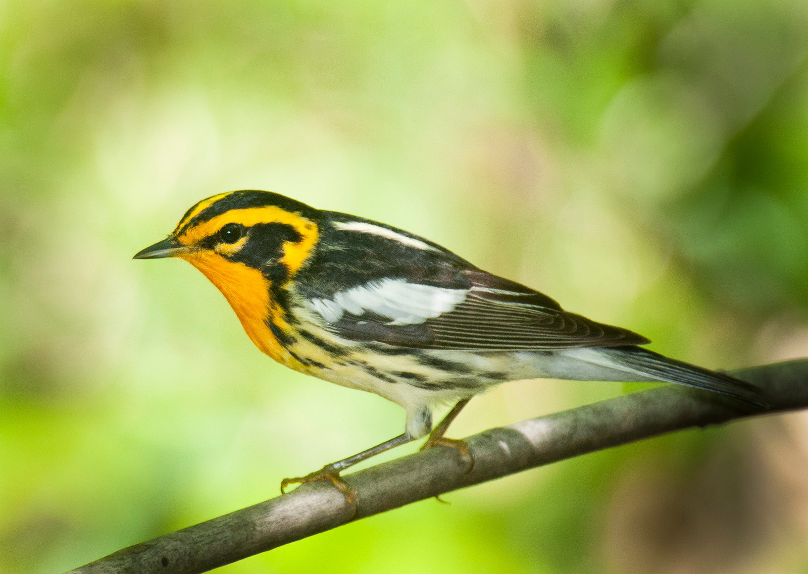 Blackburnian Warbler Male