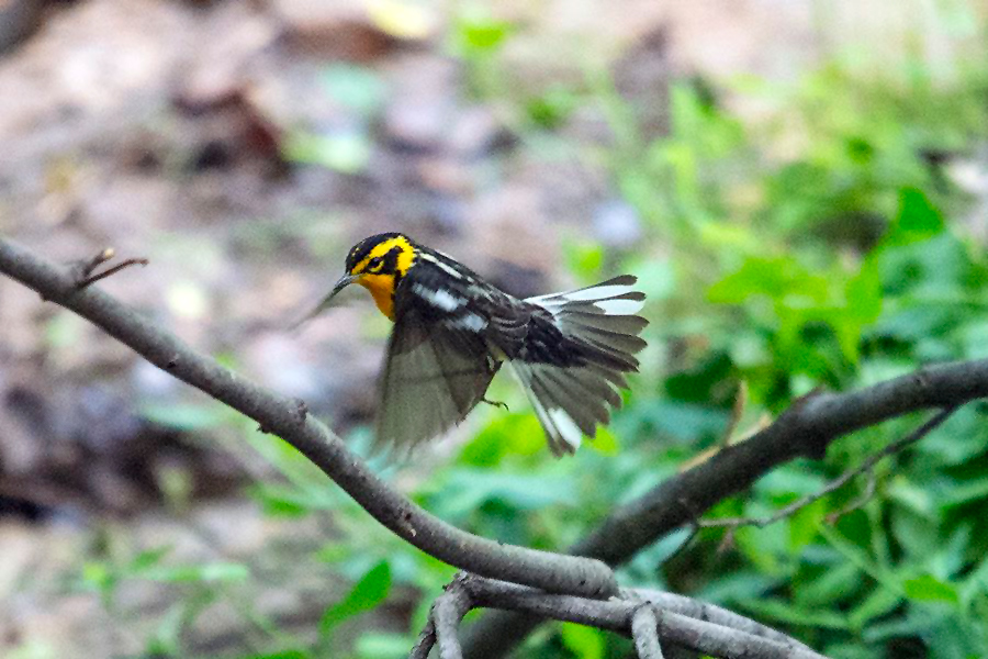 Blackburnian Warbler Male