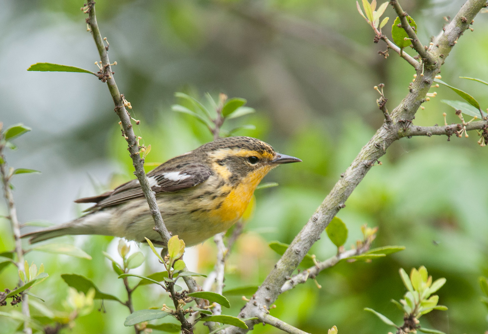 Blackburnian Warbler Female