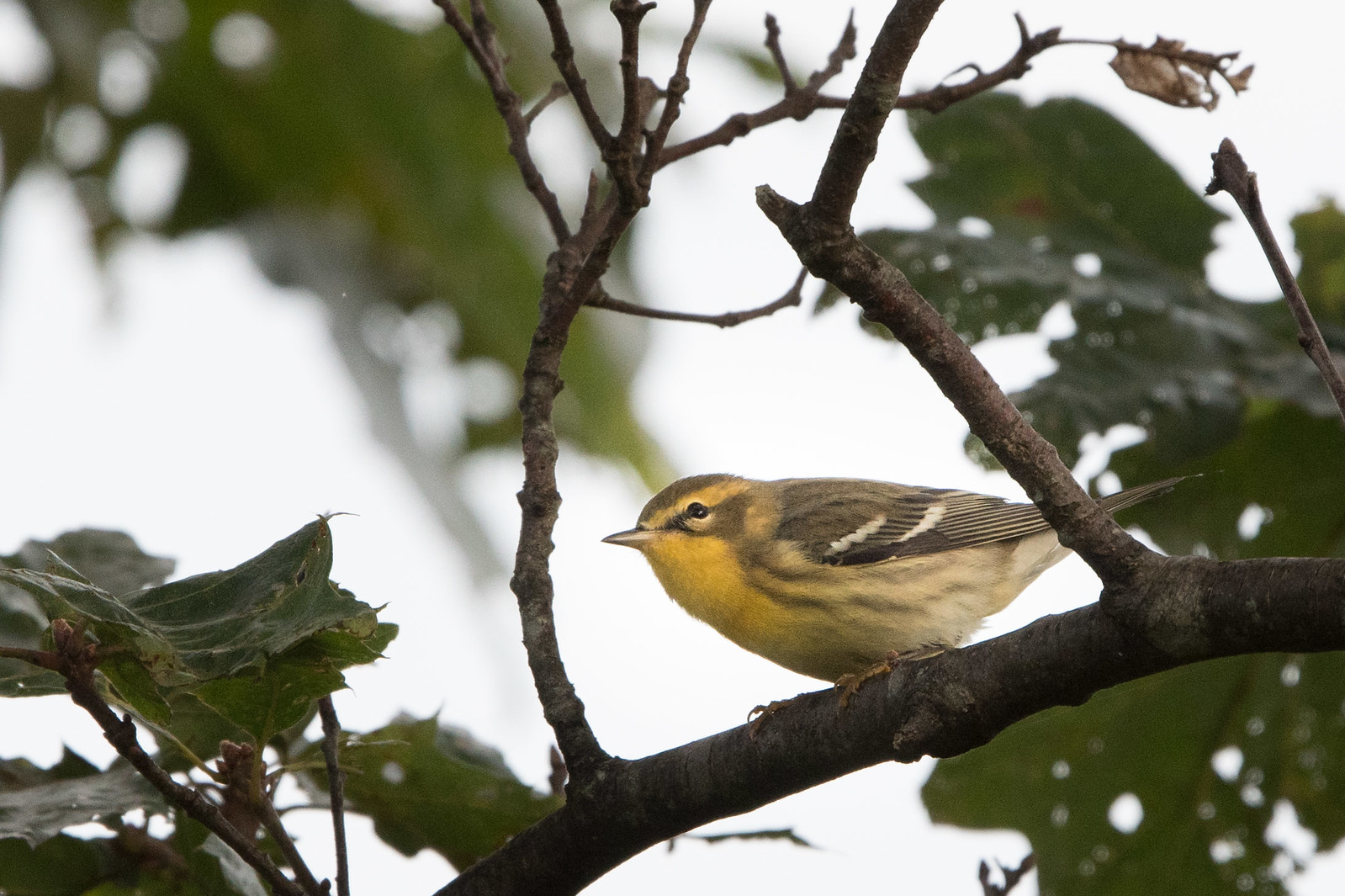 Blackburnian Warbler Female