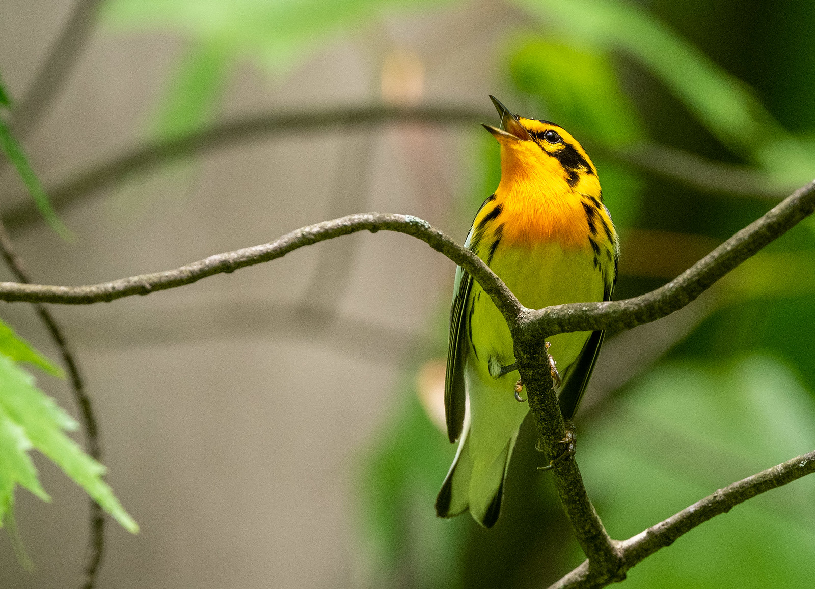 Blackburnian Warbler Female