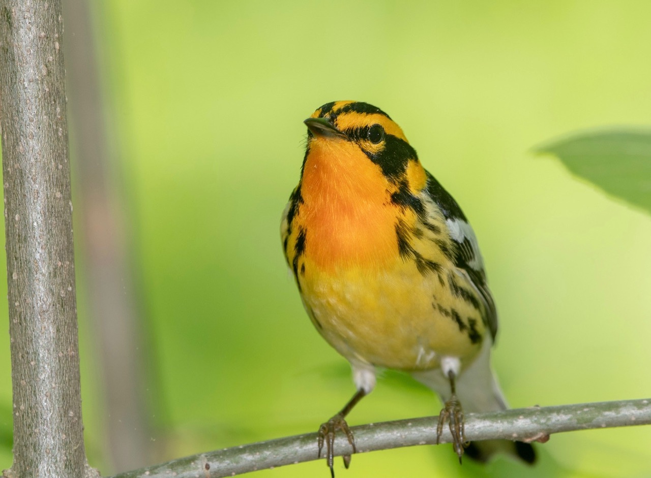 Blackburnian Warbler