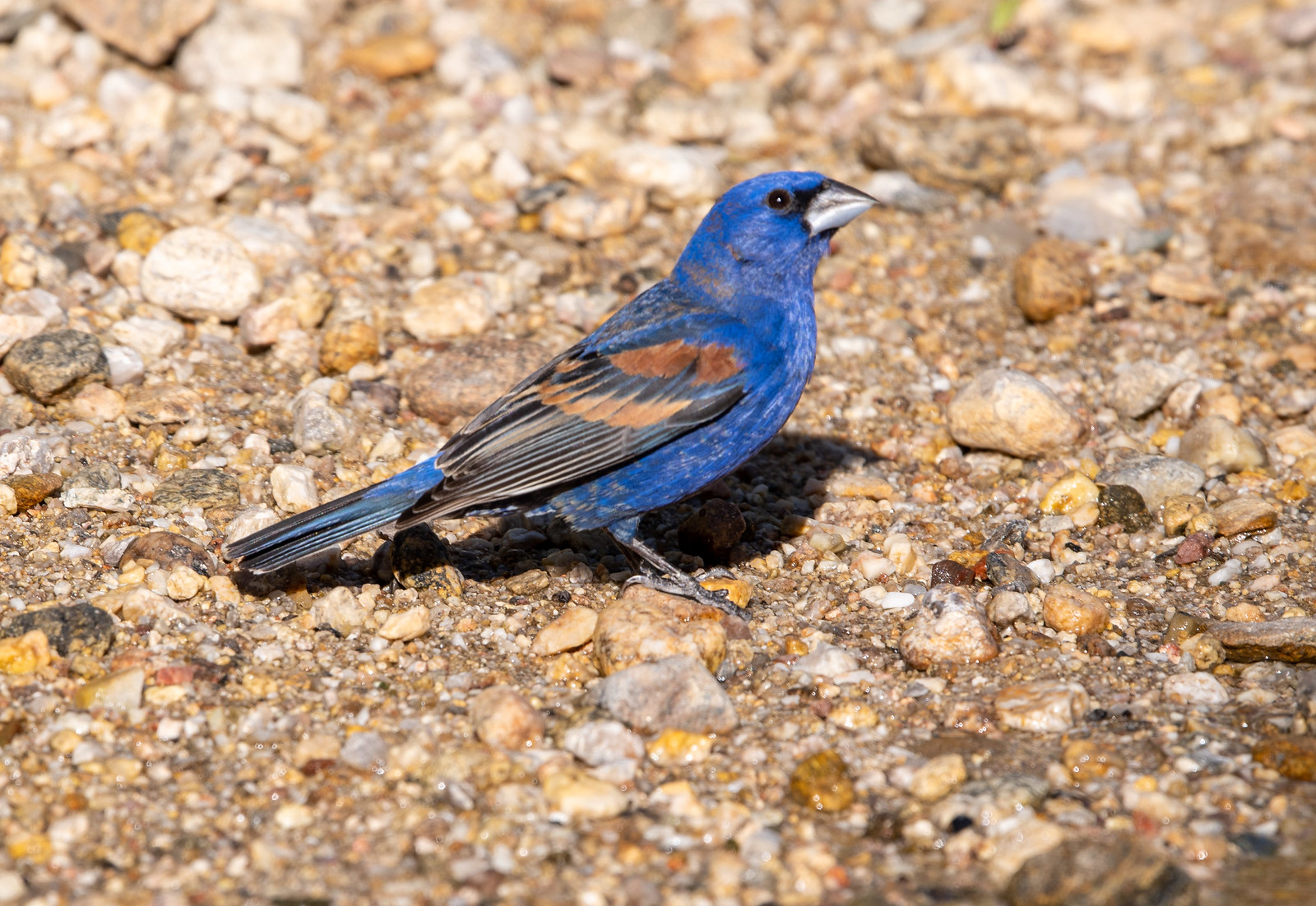 Blue Grosbeak Male