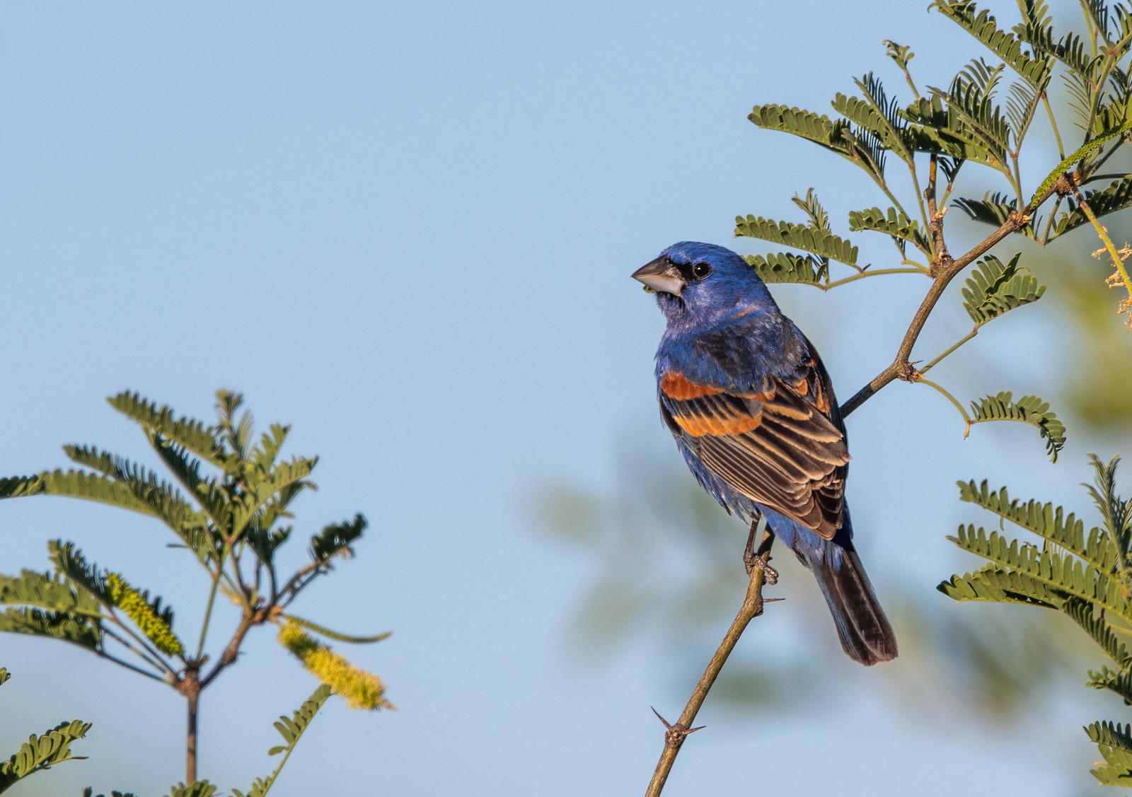 Blue Grosbeak Male