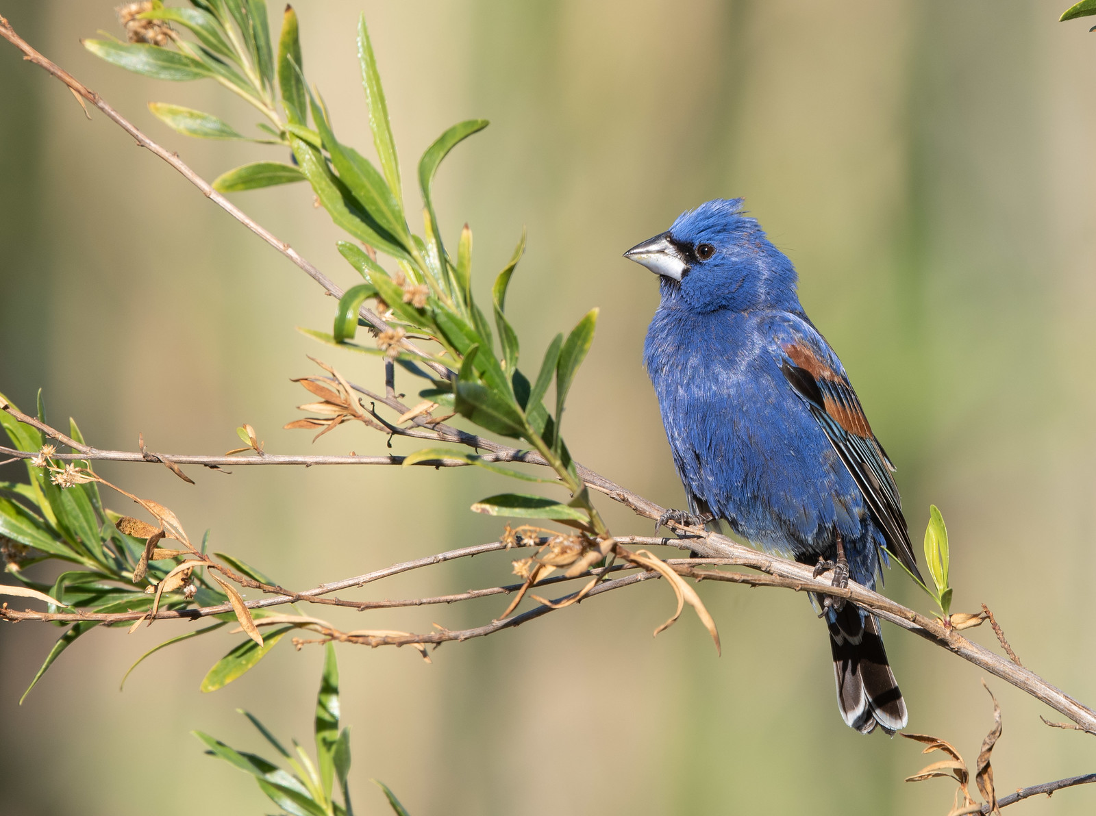 Blue Grosbeak Male