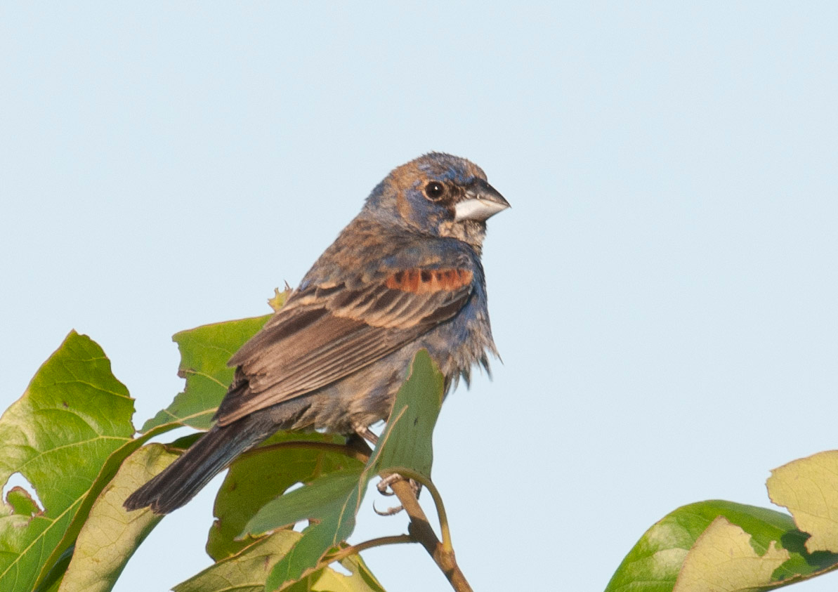 Blue Grosbeak Second-year Male