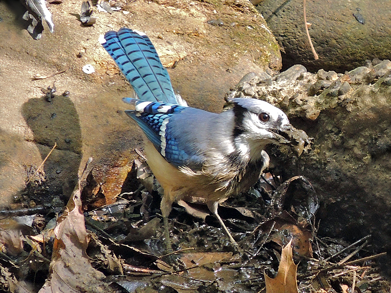 Blue Jay