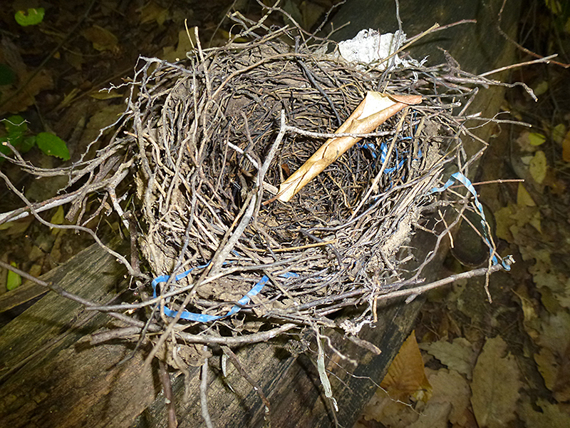 Blue Jay Nest