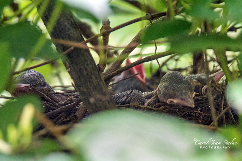 Blue Jay Nestlings