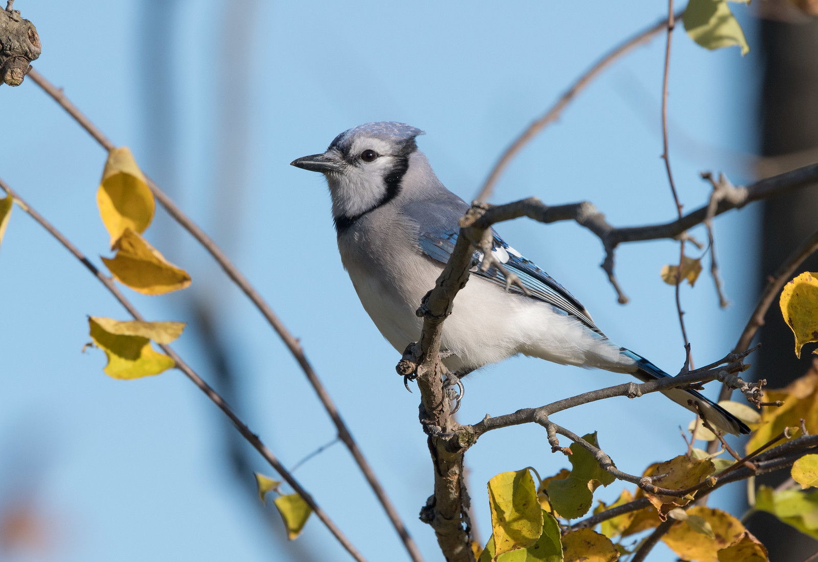 Blue Jay