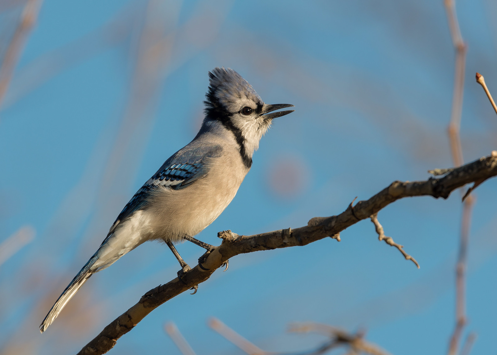 Blue Jay