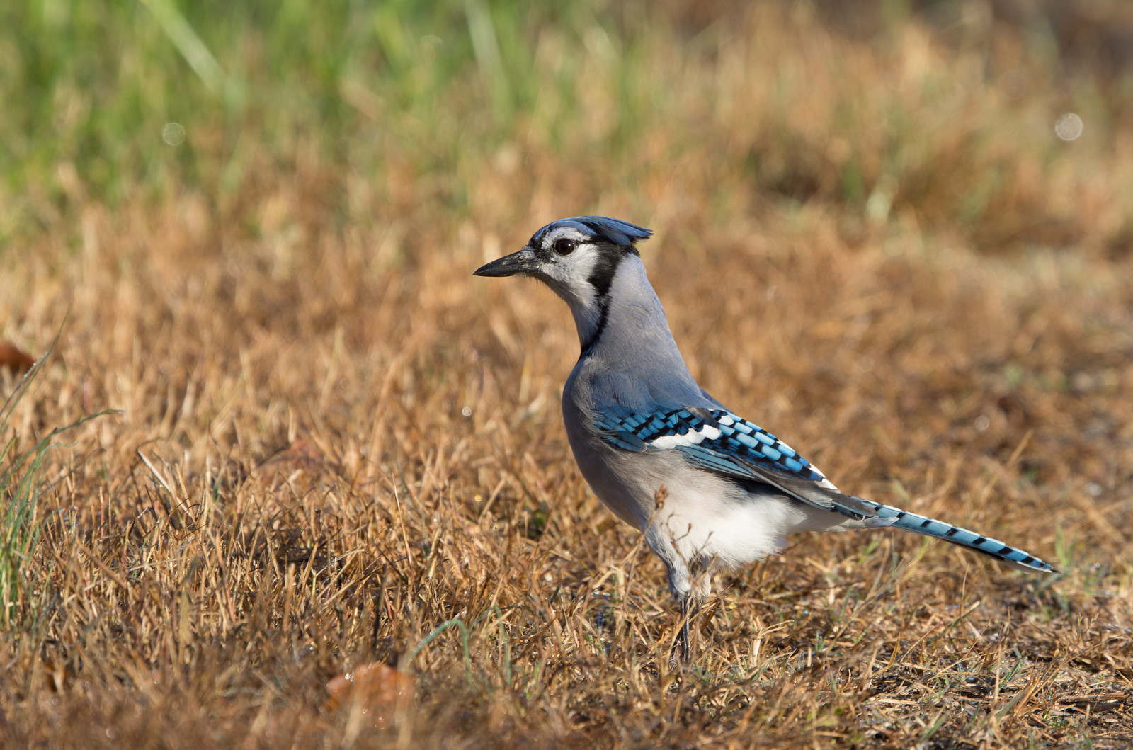 Blue Jay