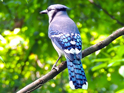 Blue Jay