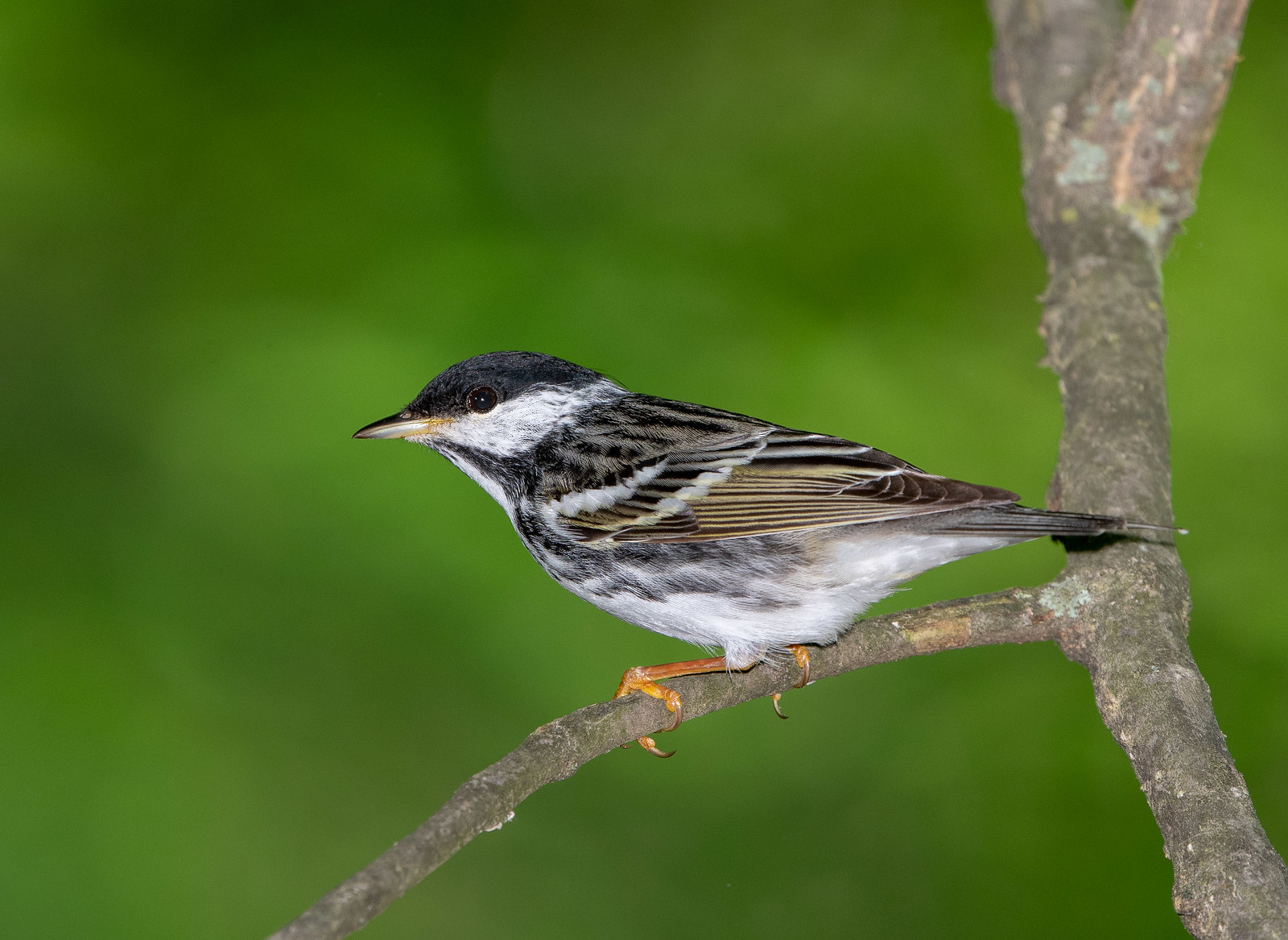 Blackpoll Warbler Male