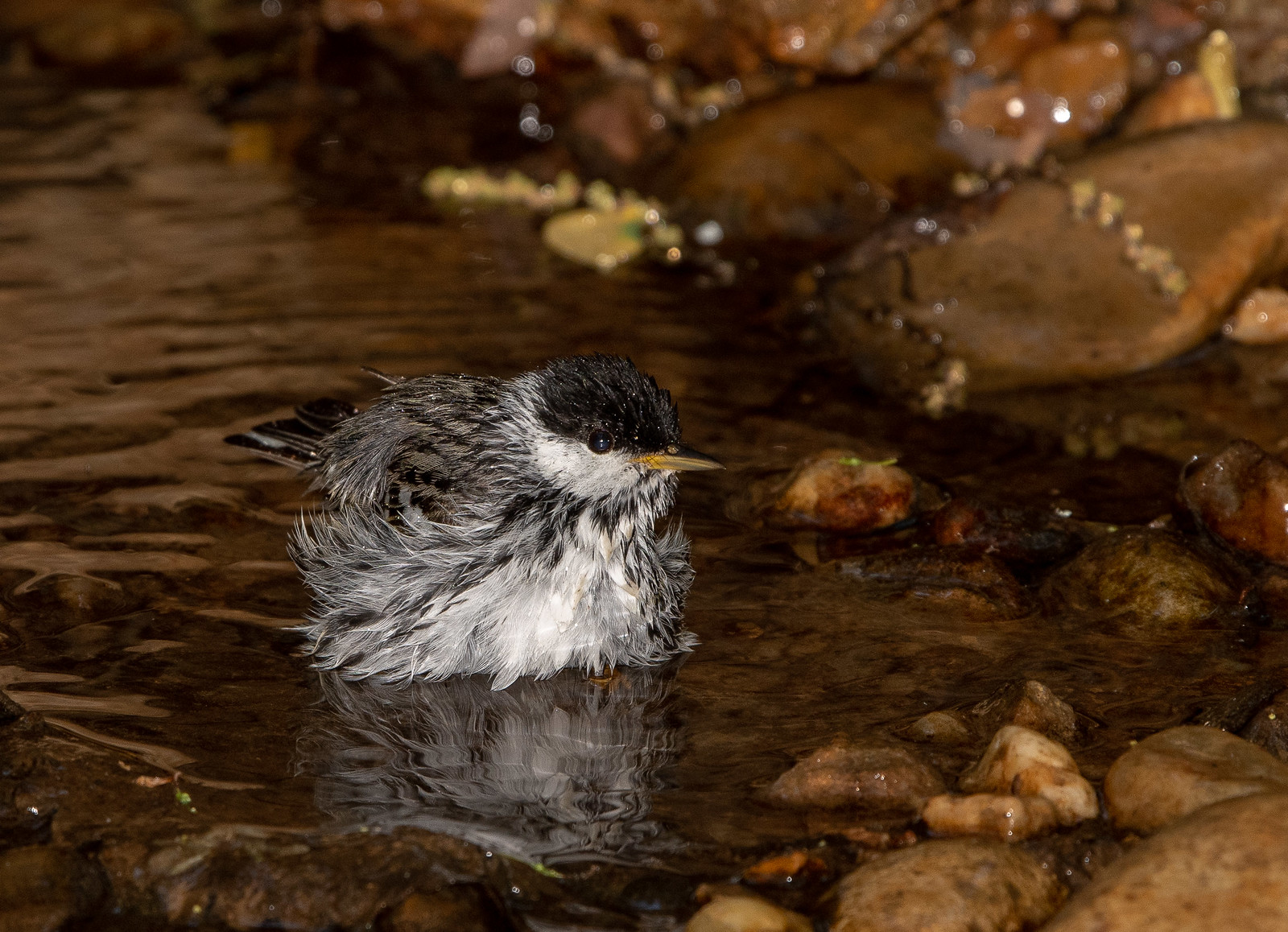 Blackpoll Warbler Male