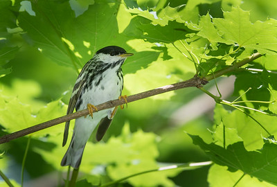 Blackpoll Warbler Male