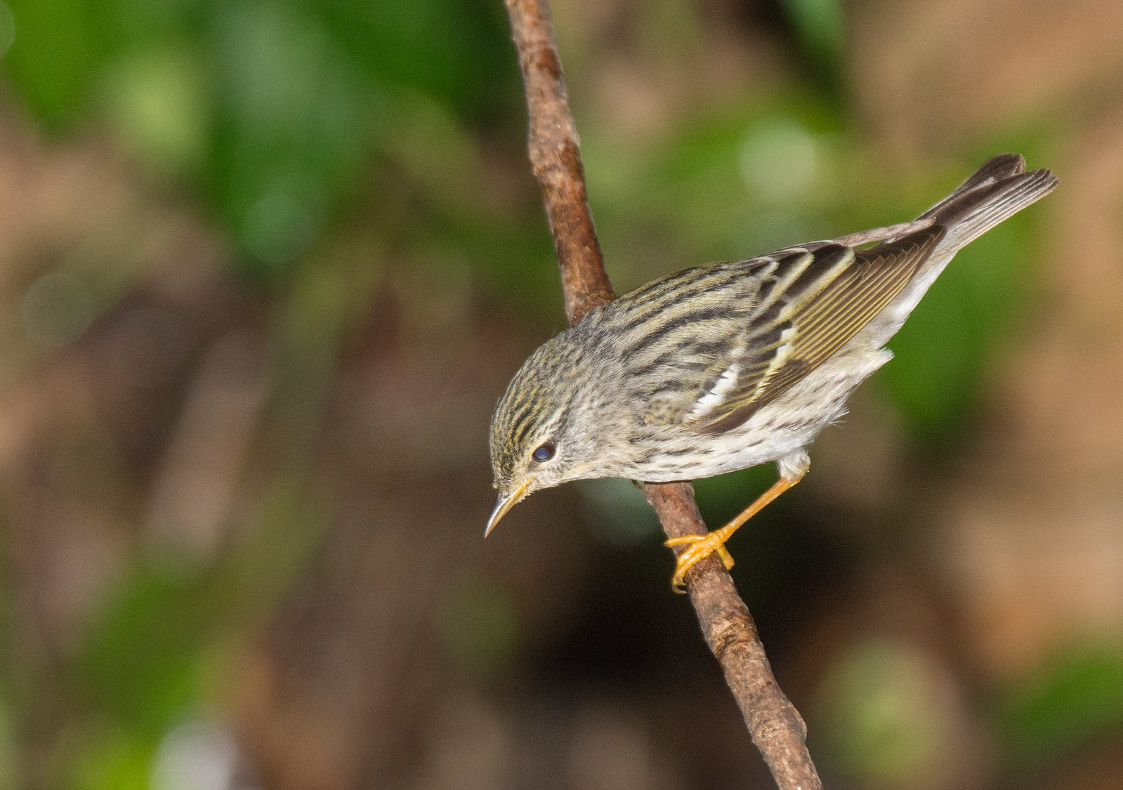 Blackpoll Warbler Female