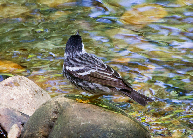 Blackpoll Warbler Male