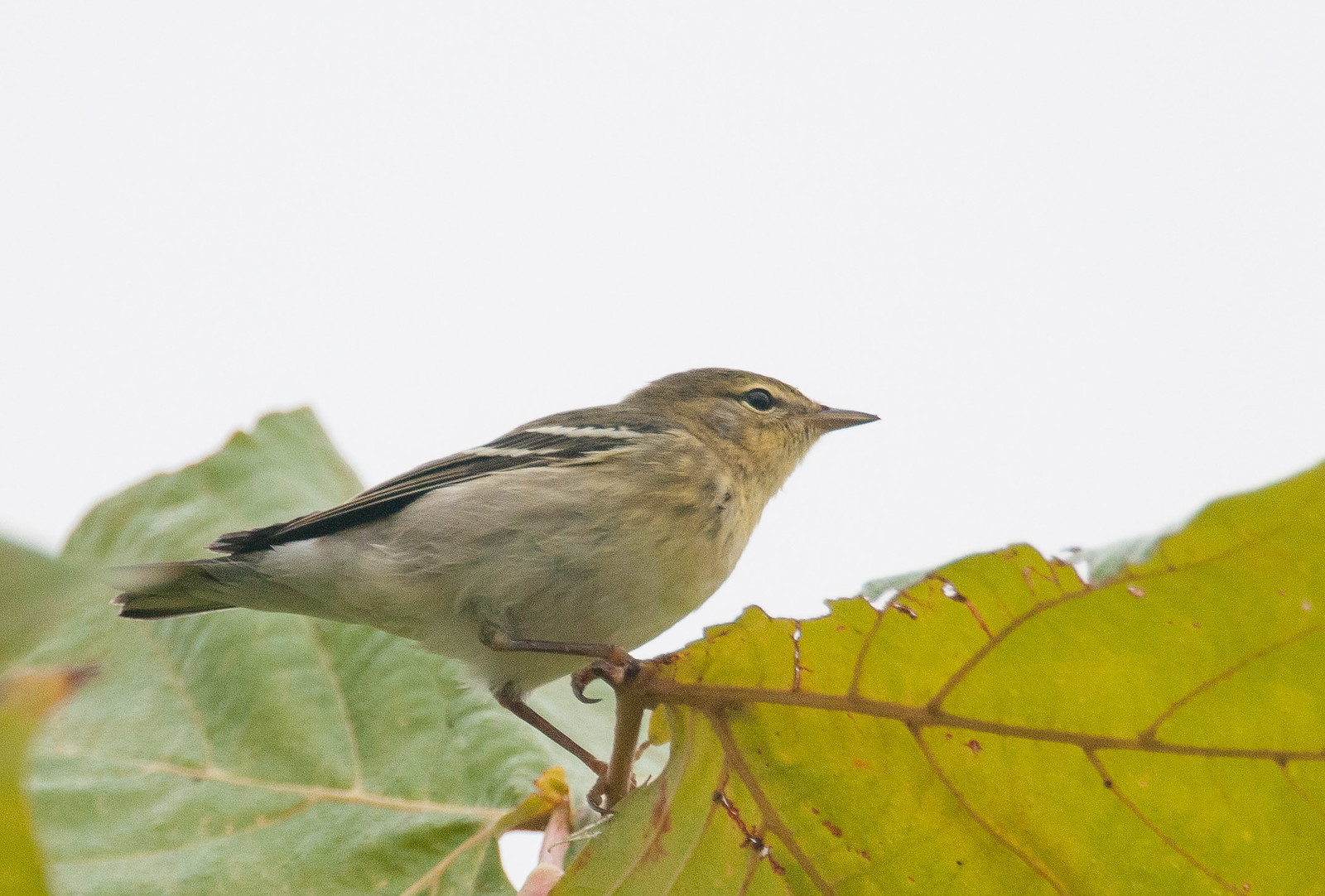 Blackpoll Warbler Female