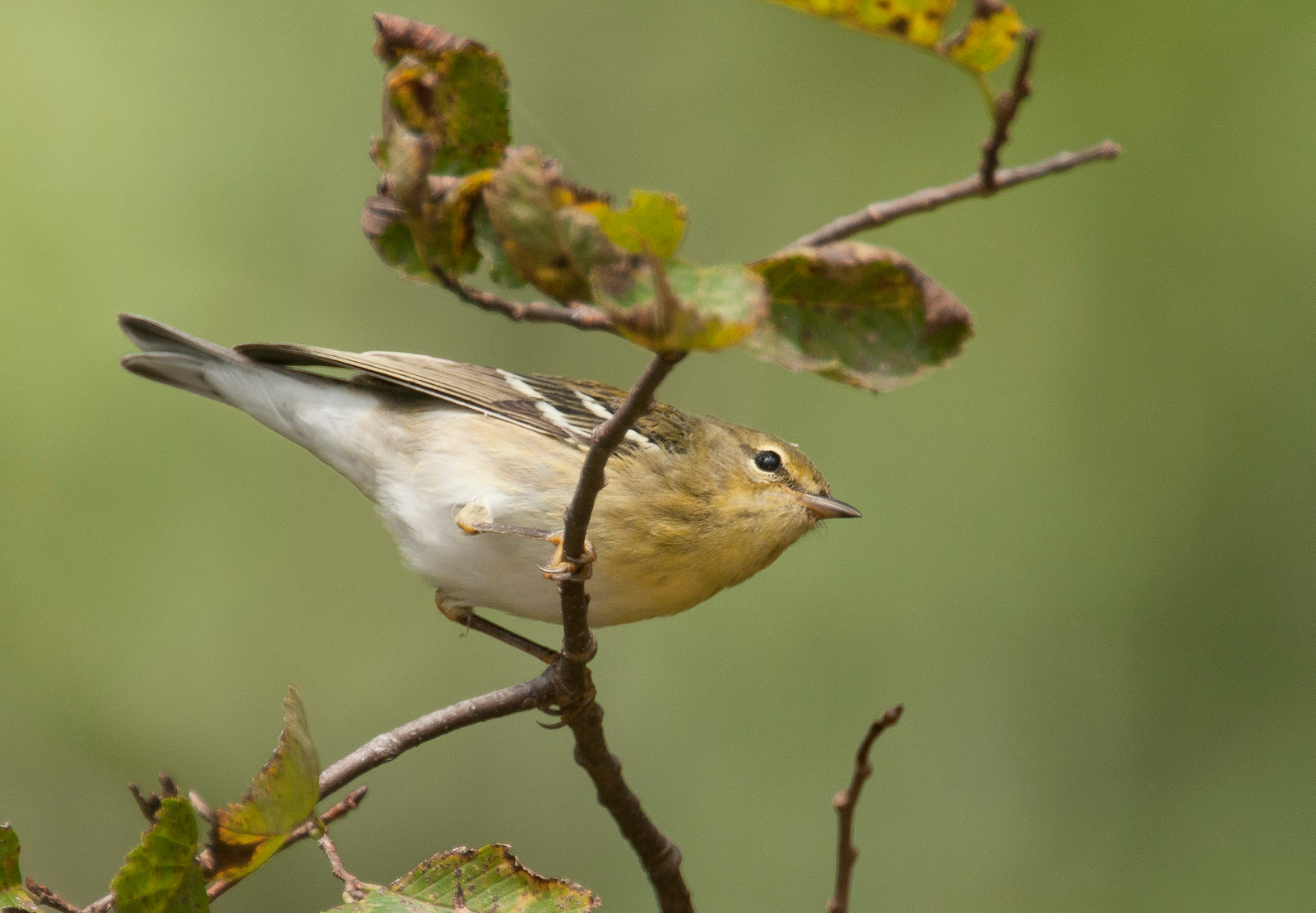 Blackpoll Warbler Female