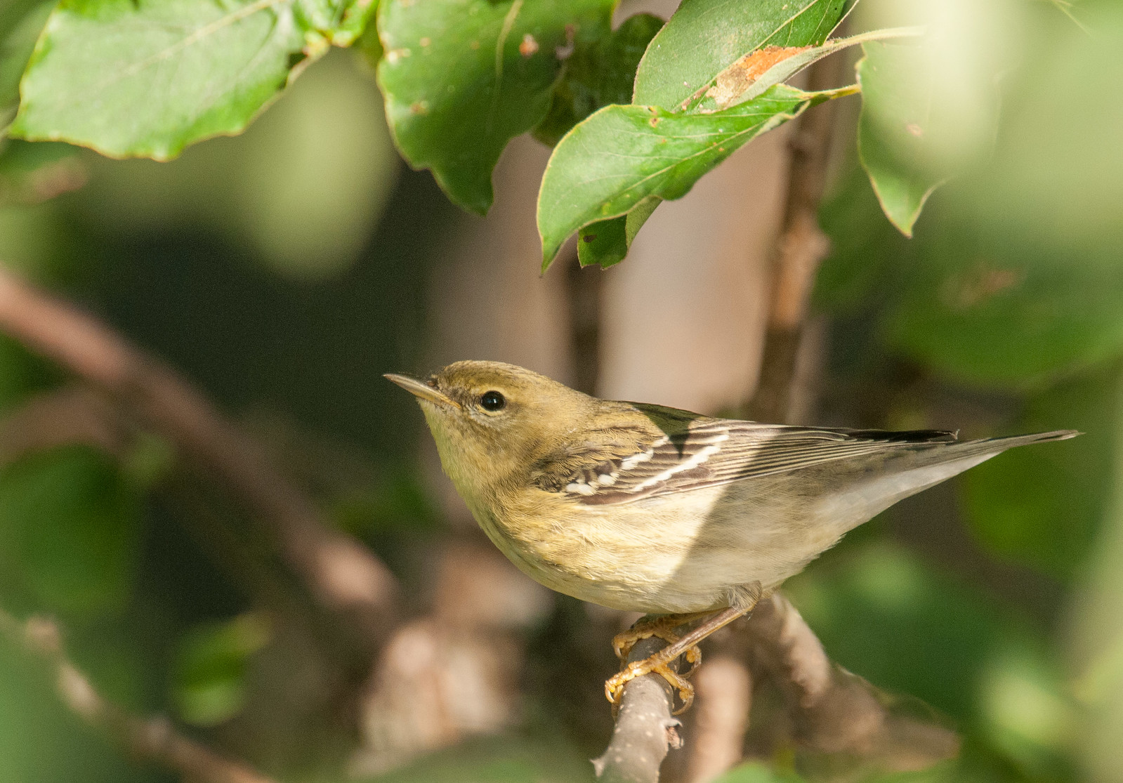 Blackpoll Warbler Female