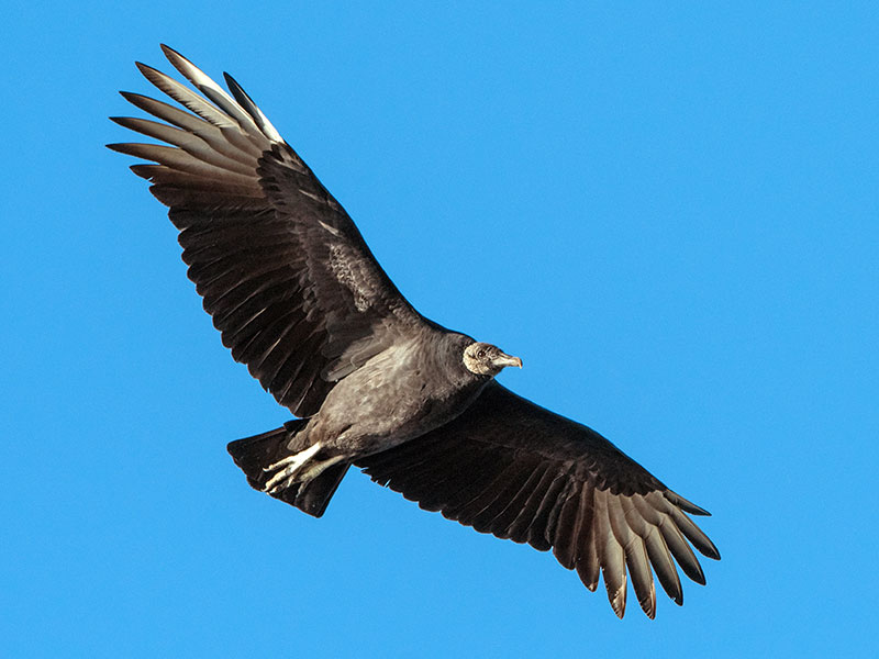 Black Vulture