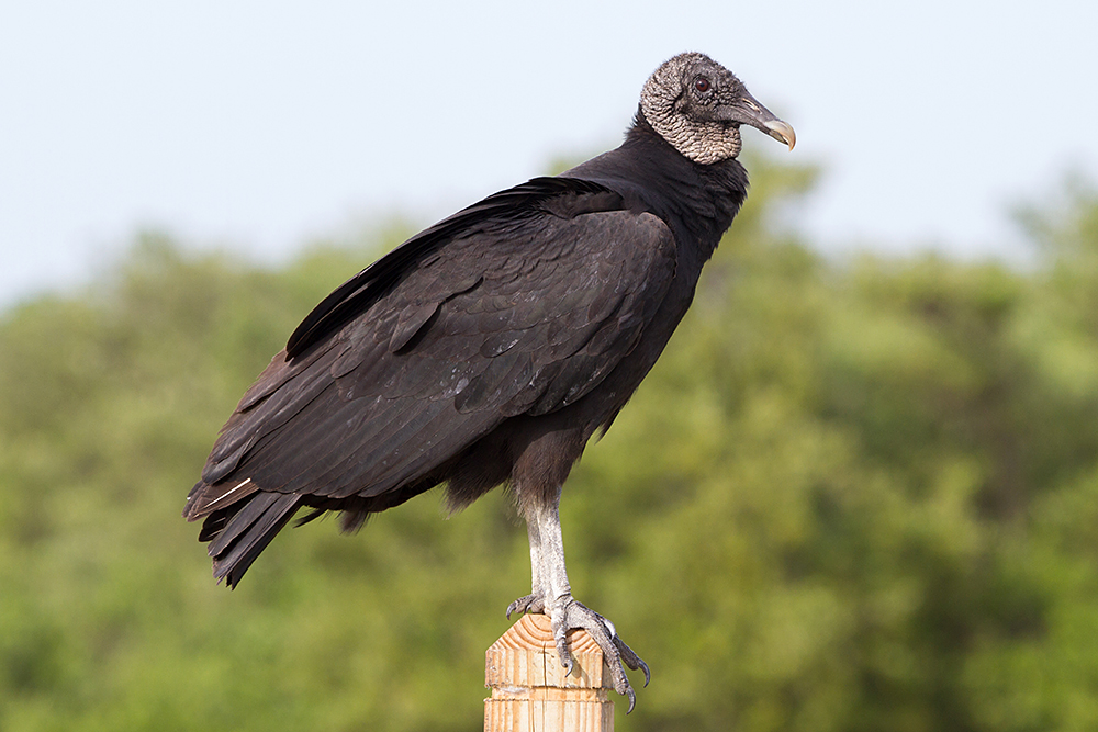 Black Vulture