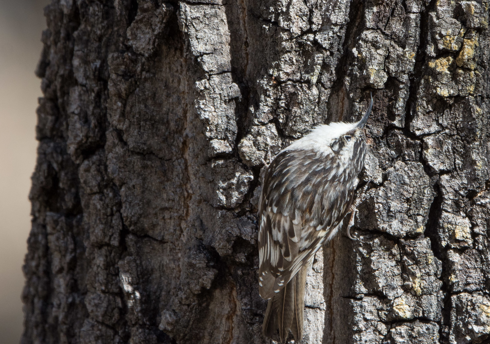 Brown Creeper