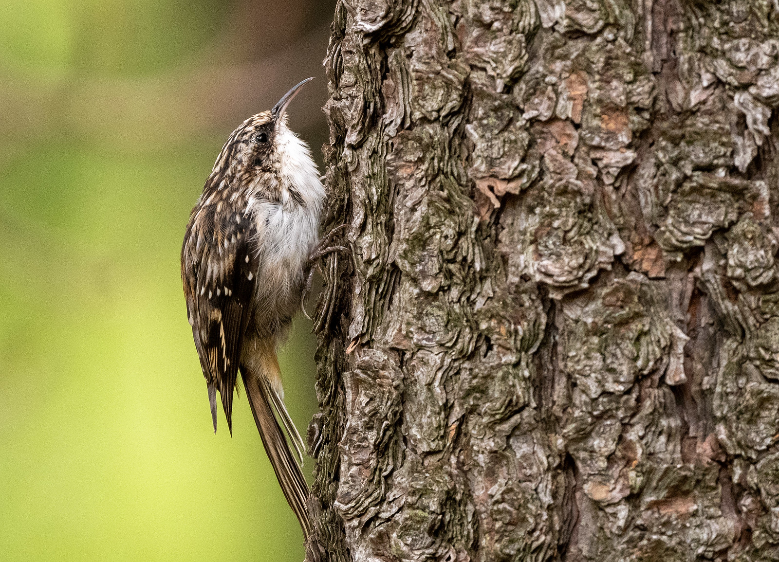 Brown Creeper