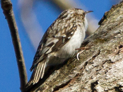 Brown Creeper