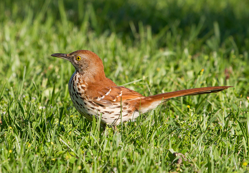 Brown Thrasher