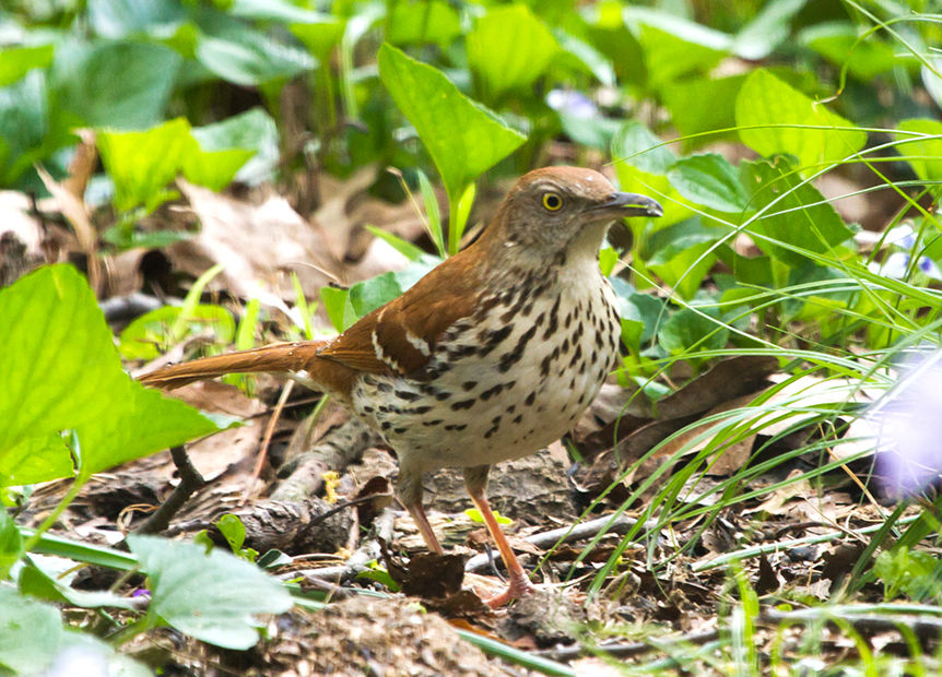 Brown Thrasher