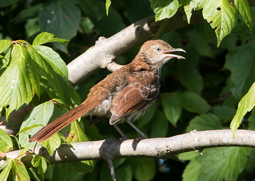 Juvenile Brown Thrasher