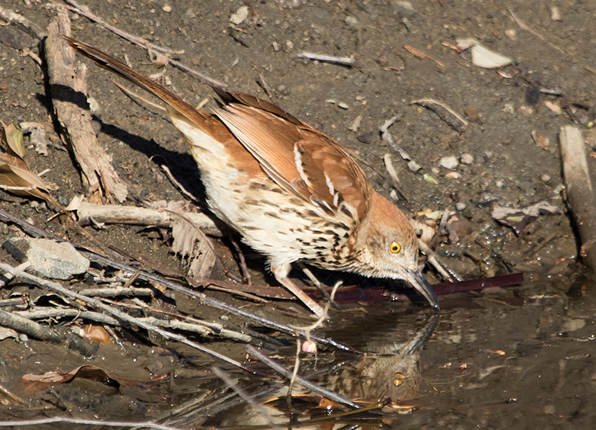 Brown Thrasher