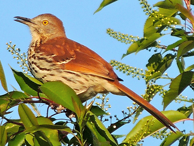 Brown Thrasher