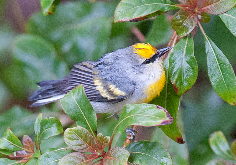 Brewster's Warbler