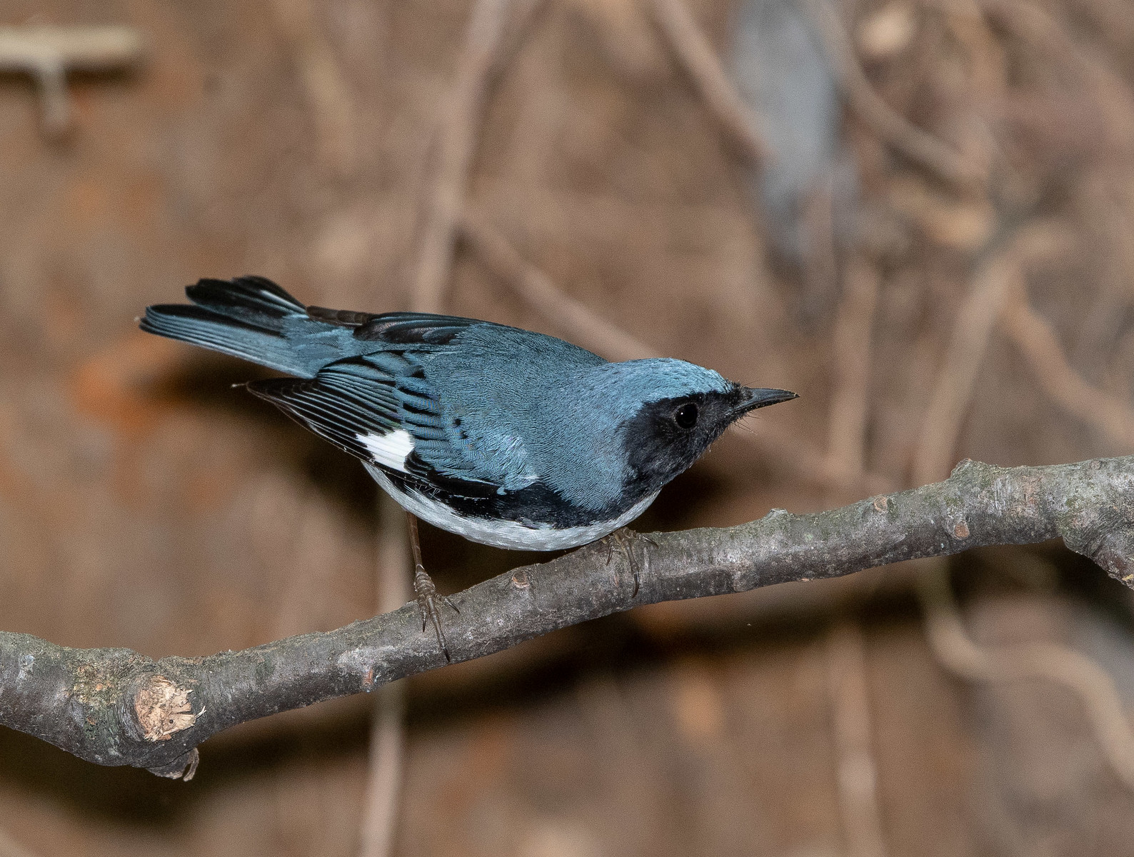 Black-throated Blue Warbler Male