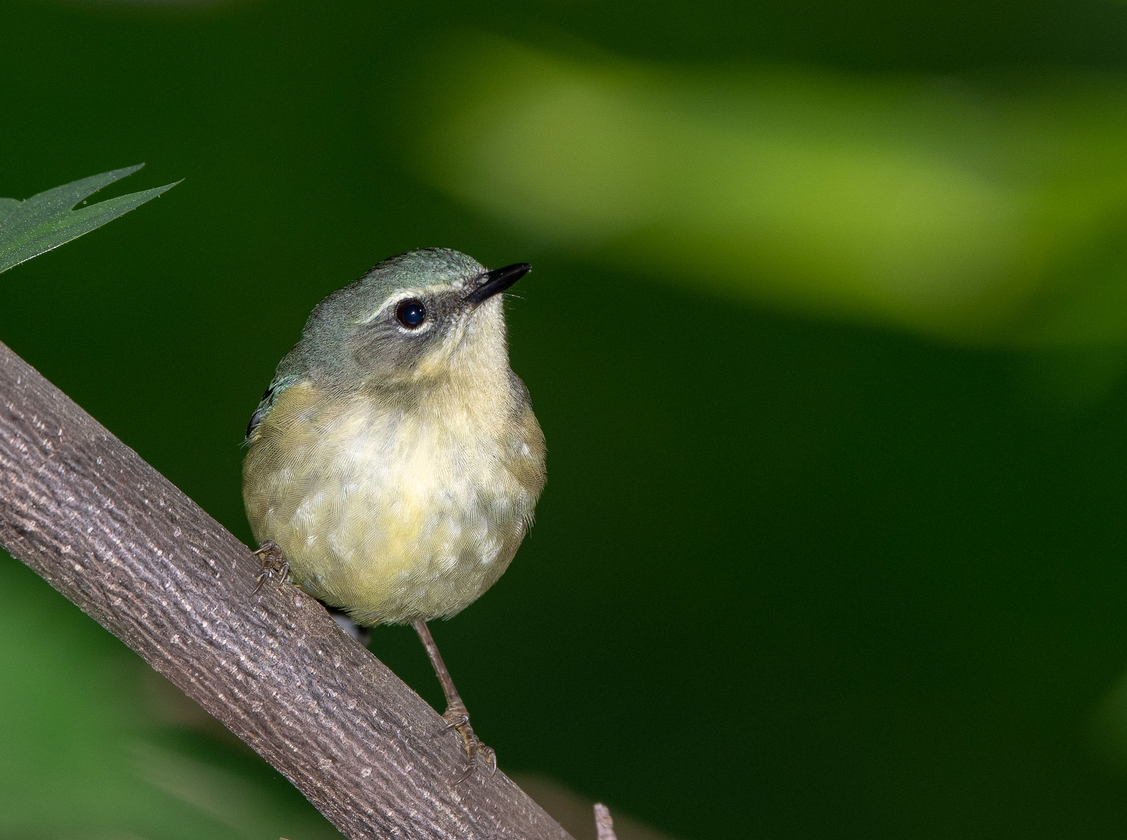 Black-throated Blue Warbler Female