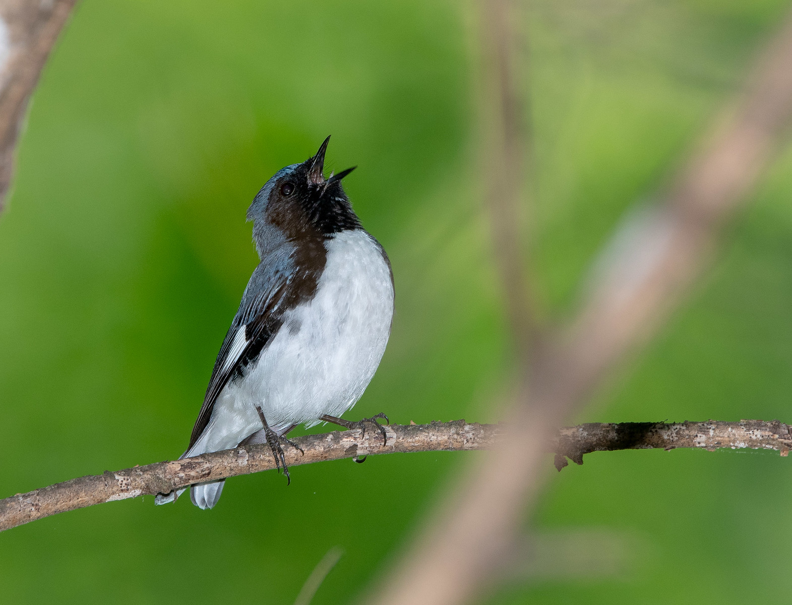 Black-throated Blue Warbler Male