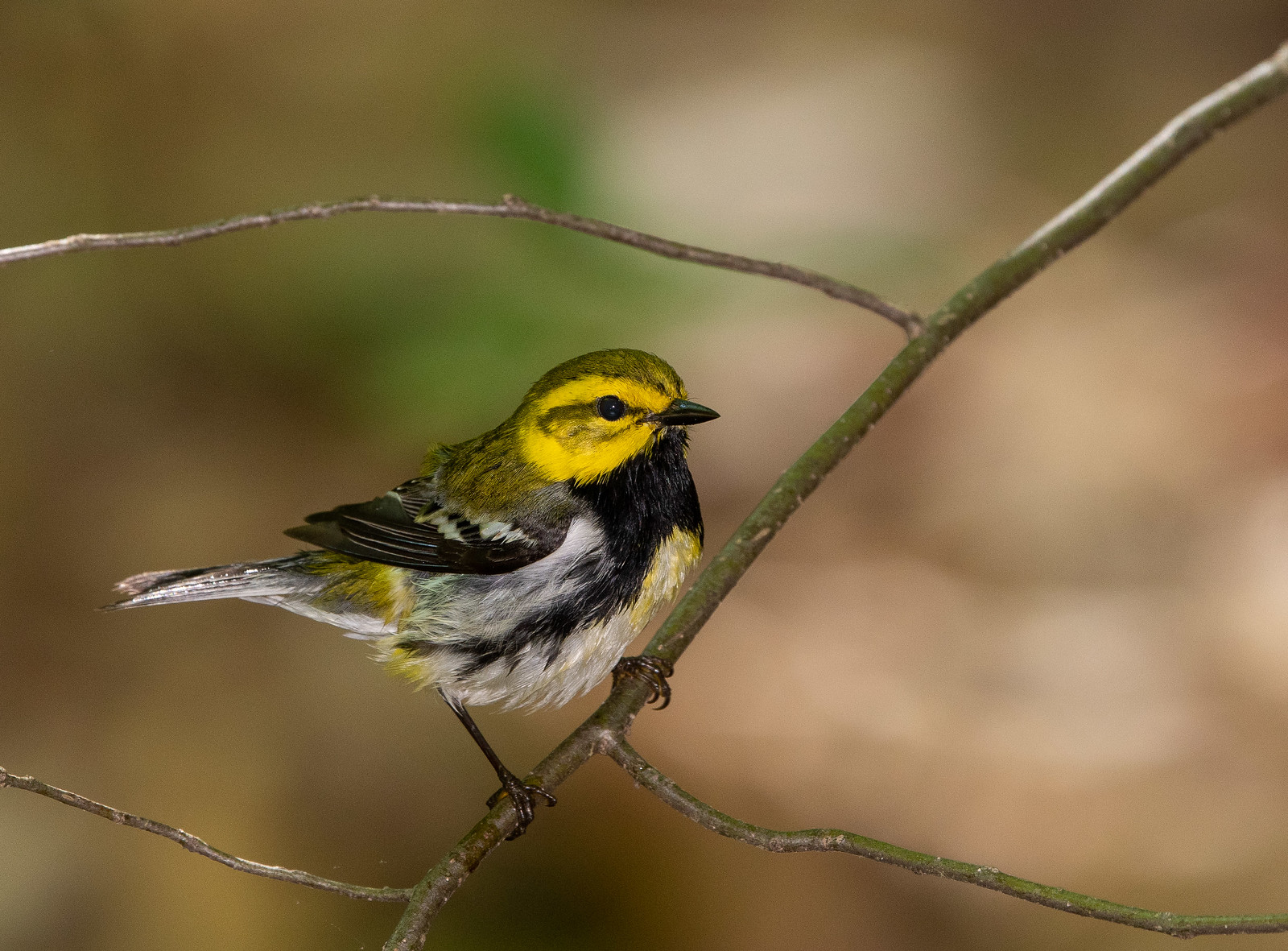 Black-throated Green Warbler Male