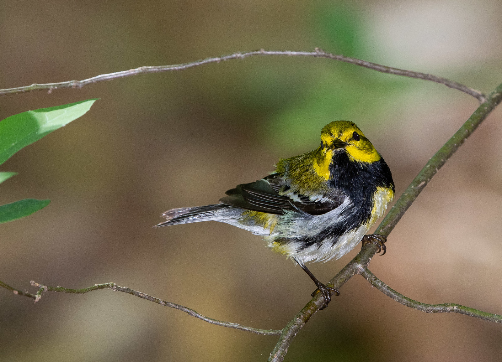 Black-throated Green Warbler